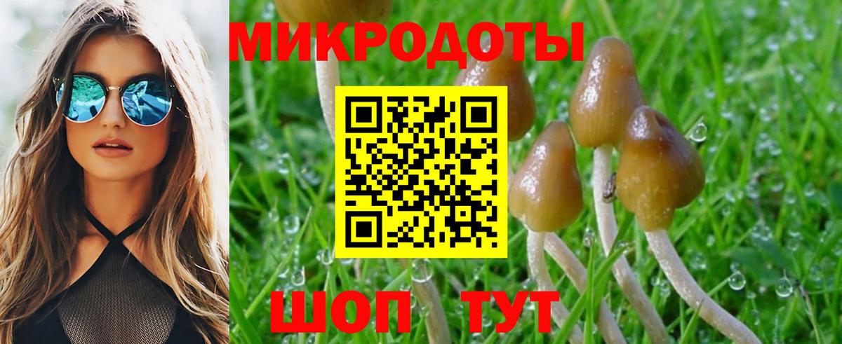 Псилоцибиновые грибы Cubensis Каспийск